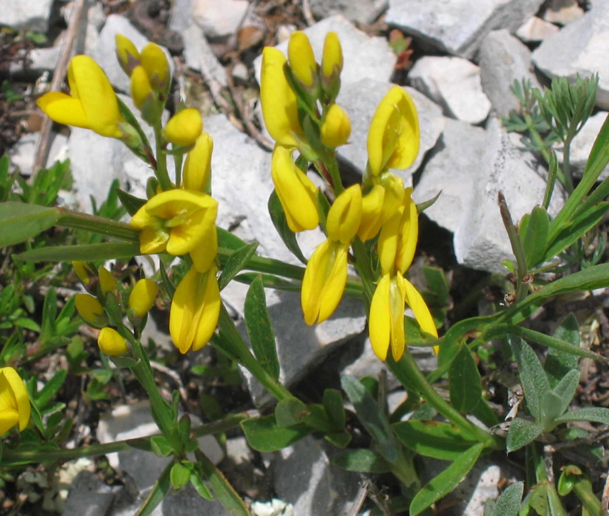 ginestra tinctoria